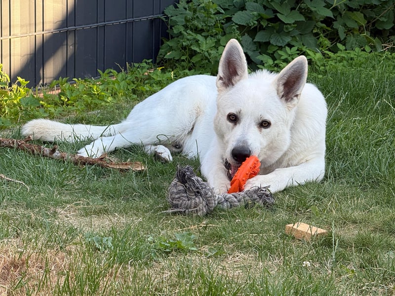 Lupo: Weißer Schweizer Schäferhund (Berger Blanc Suisse) mit Ahnentafel sucht liebevolles Zuhause