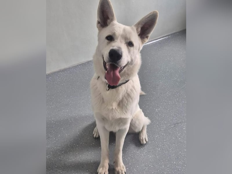 Lupo: Weißer Schweizer Schäferhund (Berger Blanc Suisse) mit Ahnentafel sucht liebevolles Zuhause