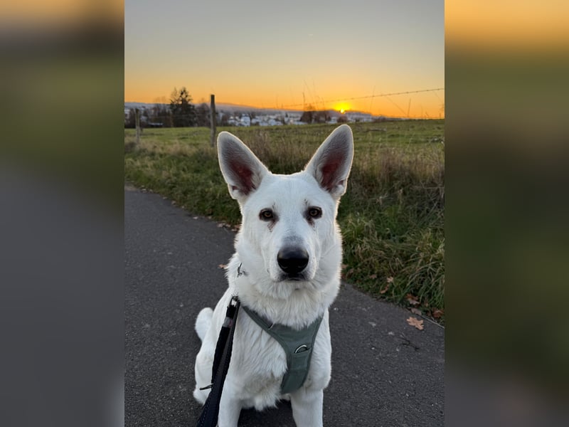 Lupo: Weißer Schweizer Schäferhund (Berger Blanc Suisse) mit Ahnentafel sucht liebevolles Zuhause