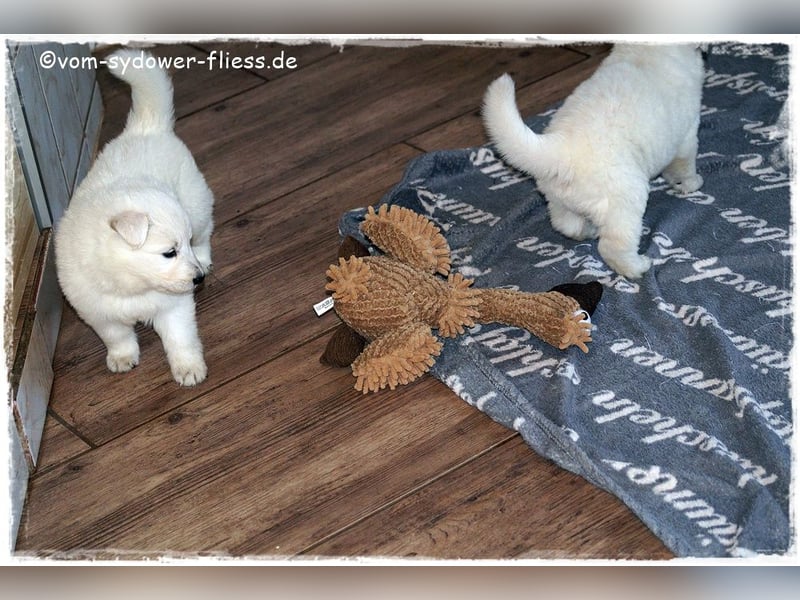 Weisse Schäferhundwelpen ab 10.10.26