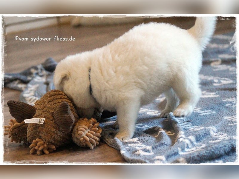 Weisse Schäferhundwelpen ab 10.10.26