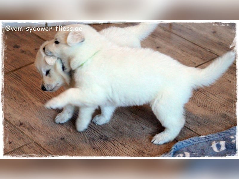 Weisse Schäferhundwelpen ab 10.10.26
