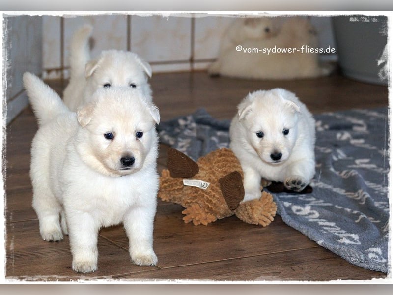 Weisse Schäferhundwelpen ab 10.10.26