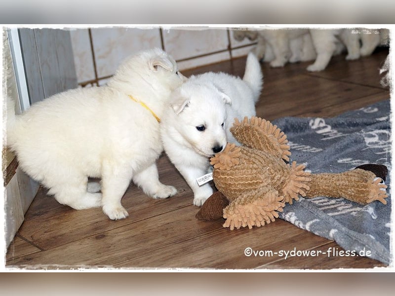 Weisse Schäferhundwelpen ab 10.10.26