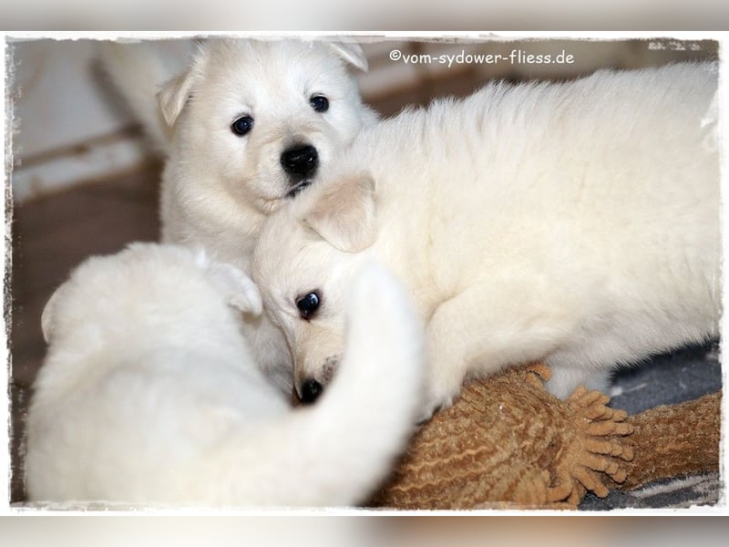Weisse Schäferhundwelpen ab 10.10.26