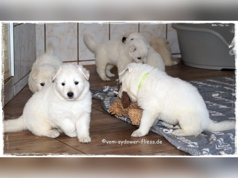 Weisse Schäferhundwelpen ab 10.10.26