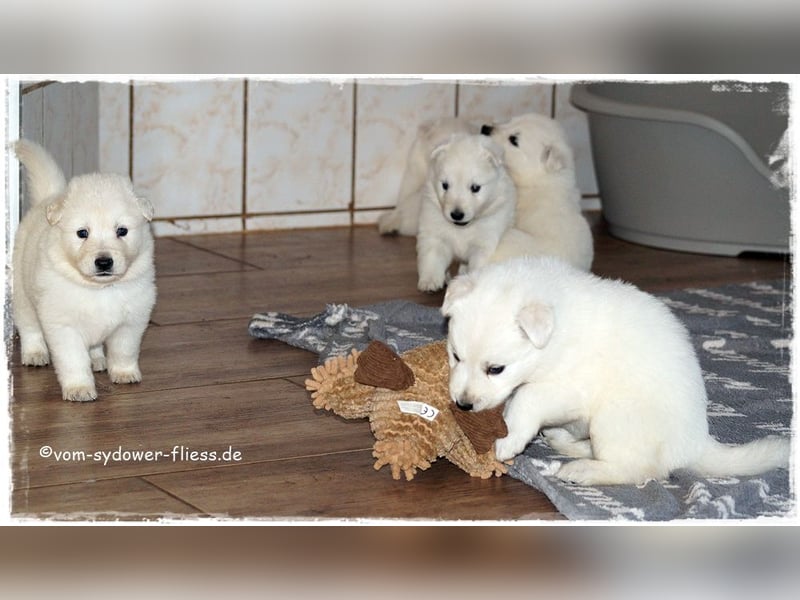 Weisse Schäferhundwelpen ab 10.10.26