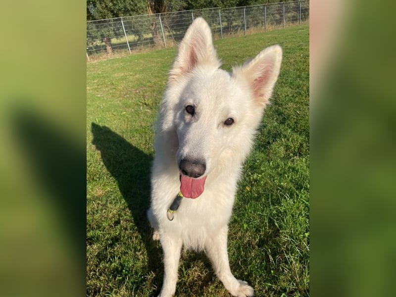 Butler, weißer Schäferhund, geb. 2022, sensibel und sehr menschenbezogen