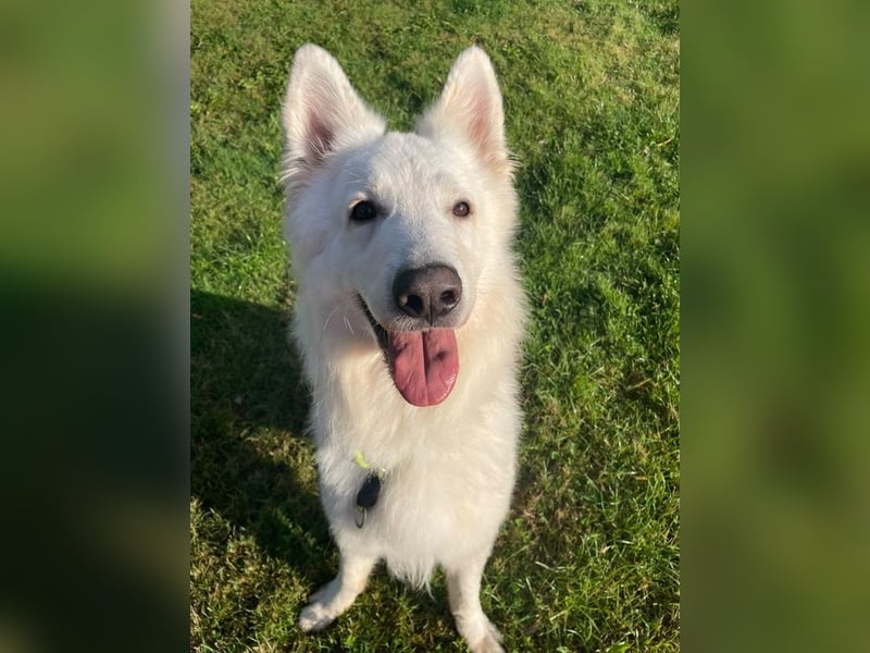 Butler, weißer Schäferhund, geb. 2022, sensibel und sehr menschenbezogen