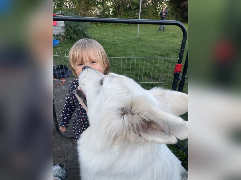 Weiße Schäferhündin