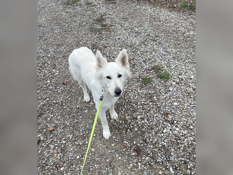 Weiße Schäferhündin