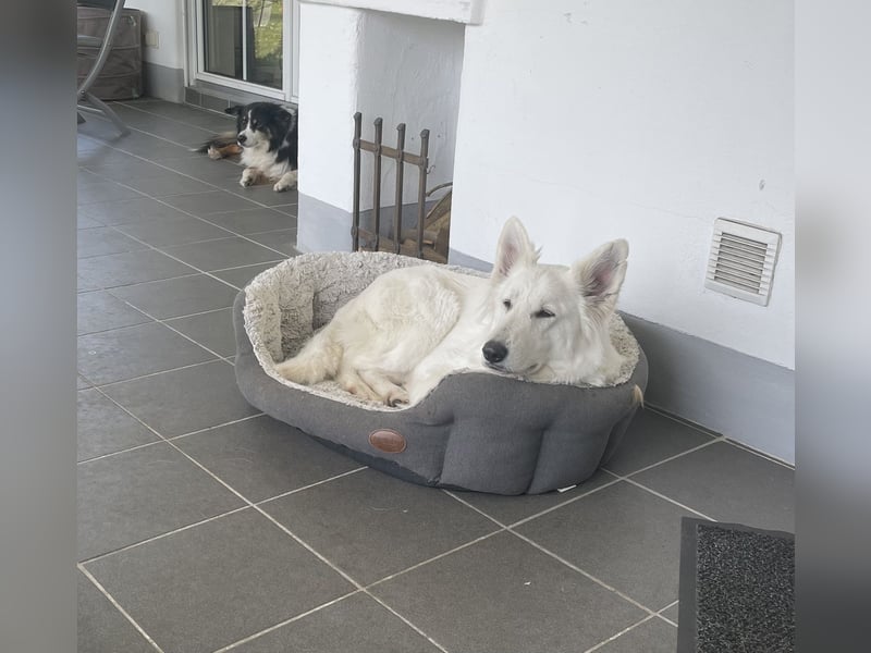 Weiße Schäferhündin