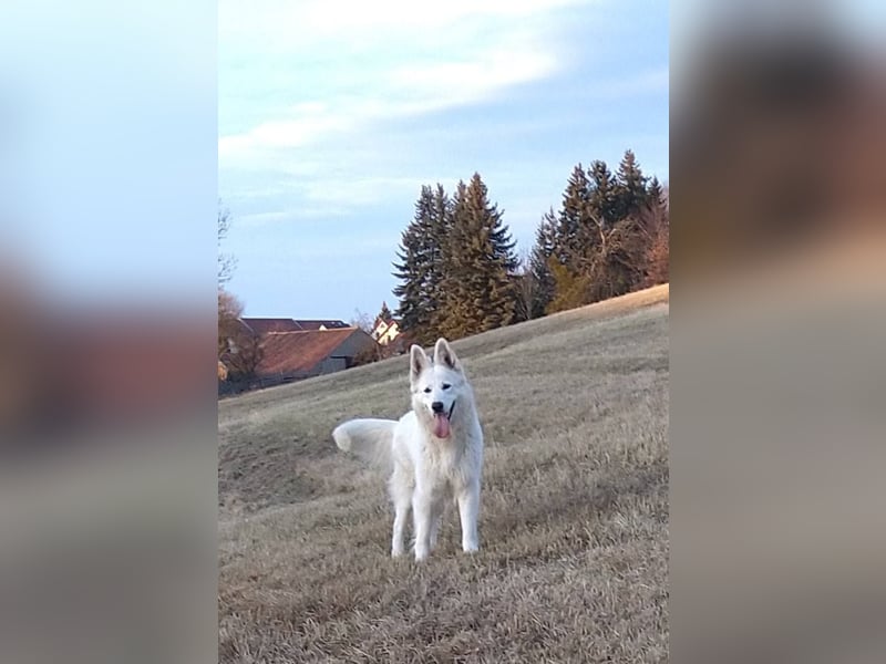 Begleiter für's Leben