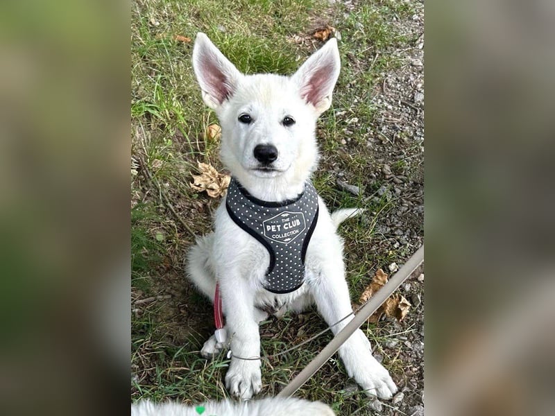 Wurfplanung Yona-Luna vom Niehuser See