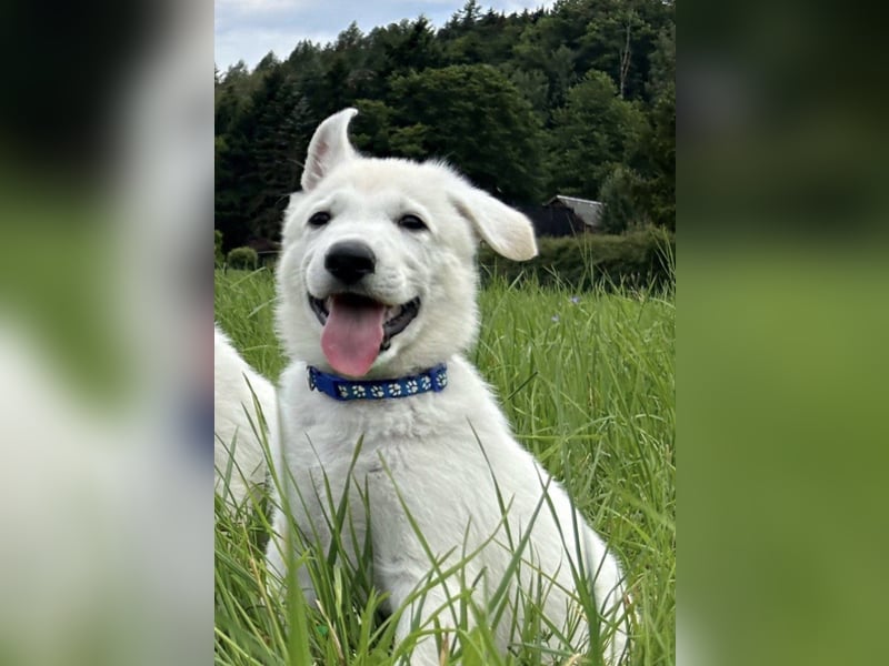 Wurfplanung Yona-Luna vom Niehuser See