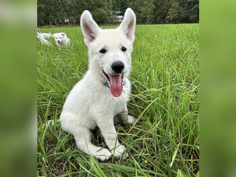 Wurfplanung Yona-Luna vom Niehuser See