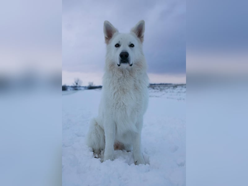 Deckmeldung Yona-Luna vom Niehuser See mit Boone Kiba vom Heidestein