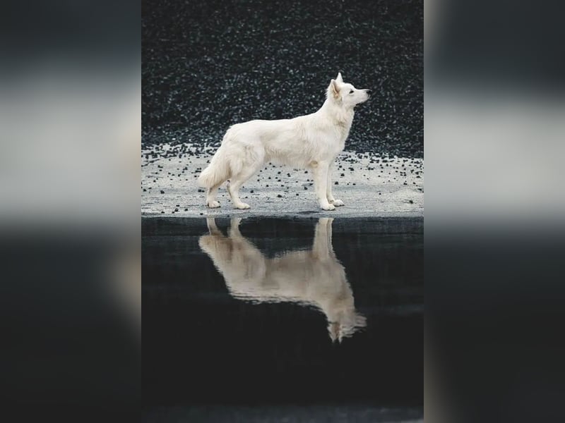 Deckmeldung Yona-Luna vom Niehuser See mit Boone Kiba vom Heidestein
