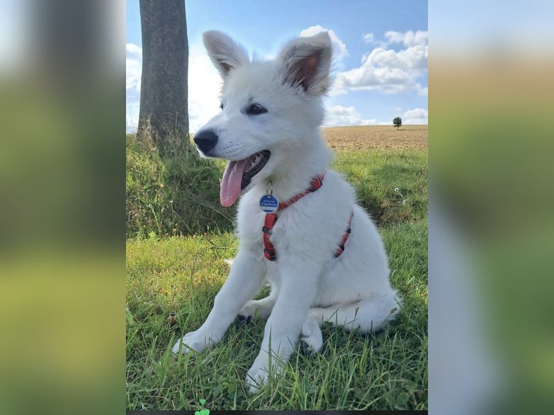 Wurfplanung Yona-Luna vom Niehuser See