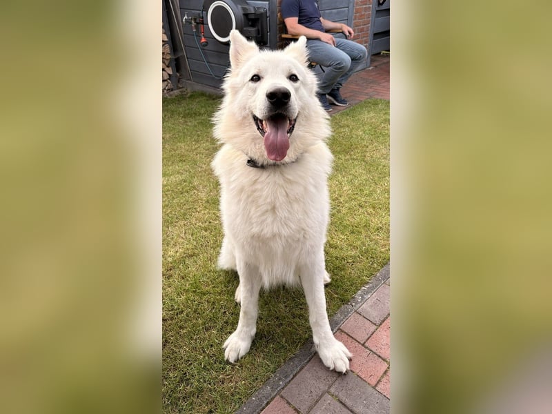 Deckmeldung Yona-Luna vom Niehuser See mit Boone Kiba vom Heidestein