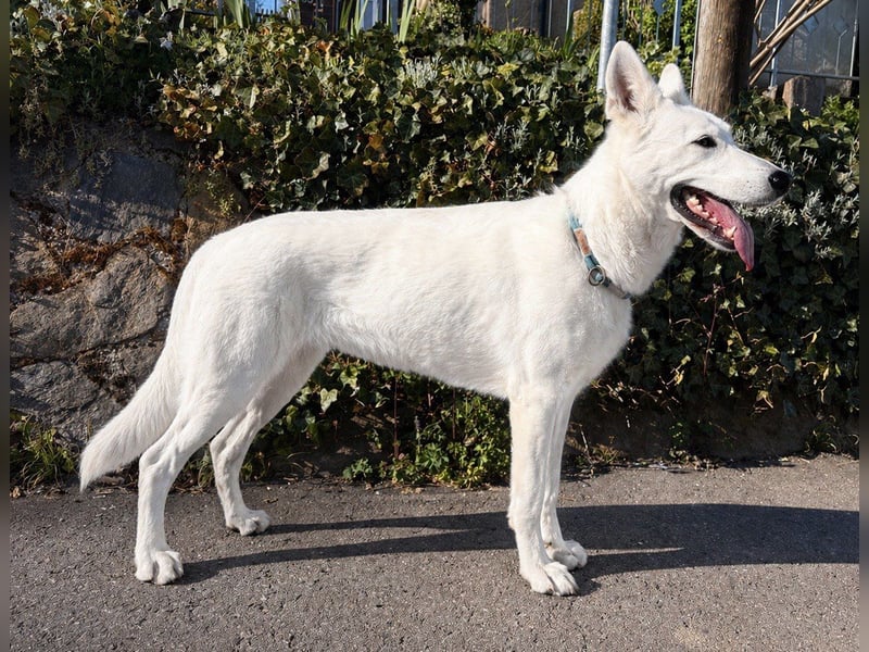 Wurfplanung Yona-Luna vom Niehuser See