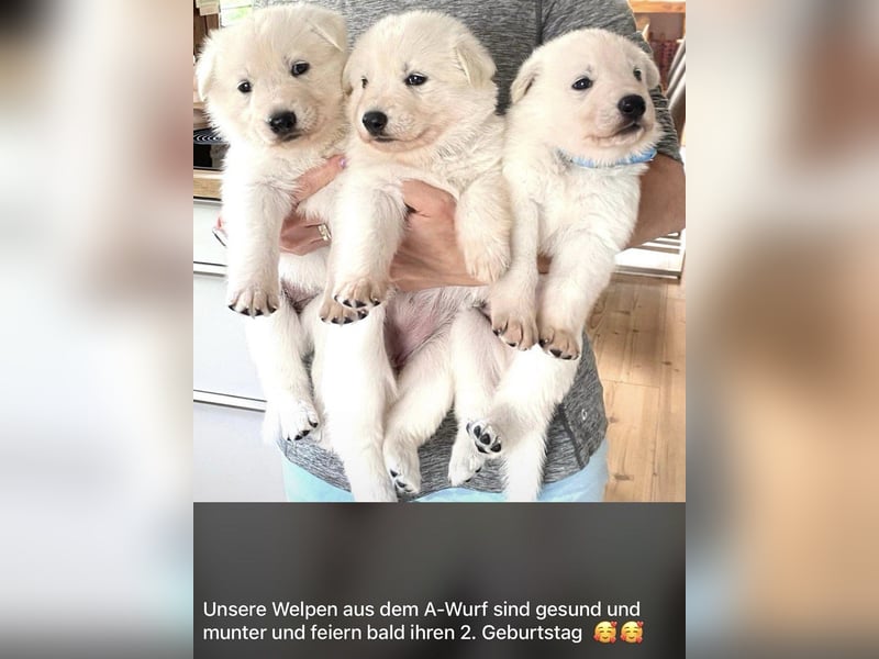 Wurfplanung Yona-Luna vom Niehuser See