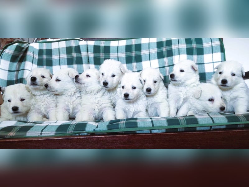 Weißer Schweizer Schäferhund / Welpen / Berger Blanc Suisse / puppies with FCI pedigree