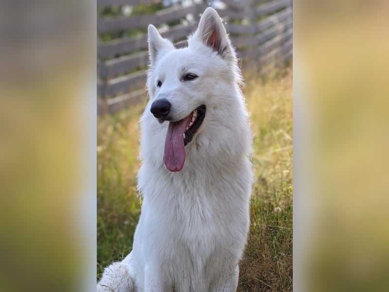 Weißer Schweizer Schäferhund – Welpen mit FCI-Ahnentafel