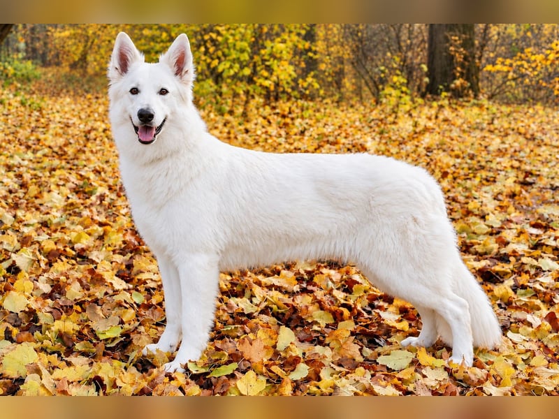 Weißer Schweizer Schäferhund – Welpen mit FCI-Ahnentafel