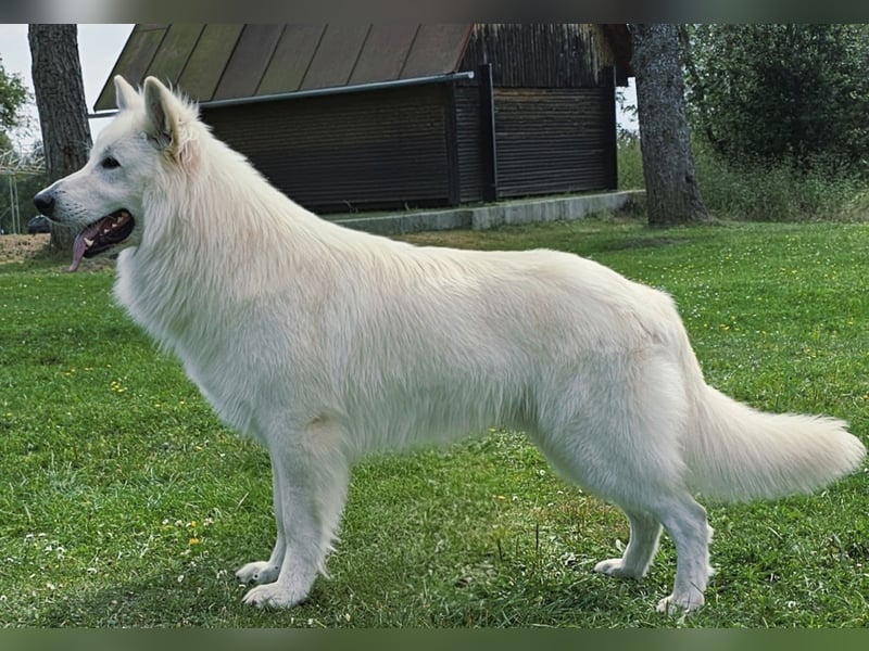 Weißer Schweizer Schäferhund / Welpen / Berger Blanc Suisse / puppies with FCI pedigree