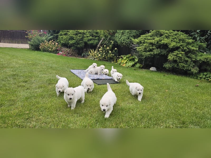 Weißer Schweizer Schäferhund / Welpen / Berger Blanc Suisse / puppies with FCI pedigree