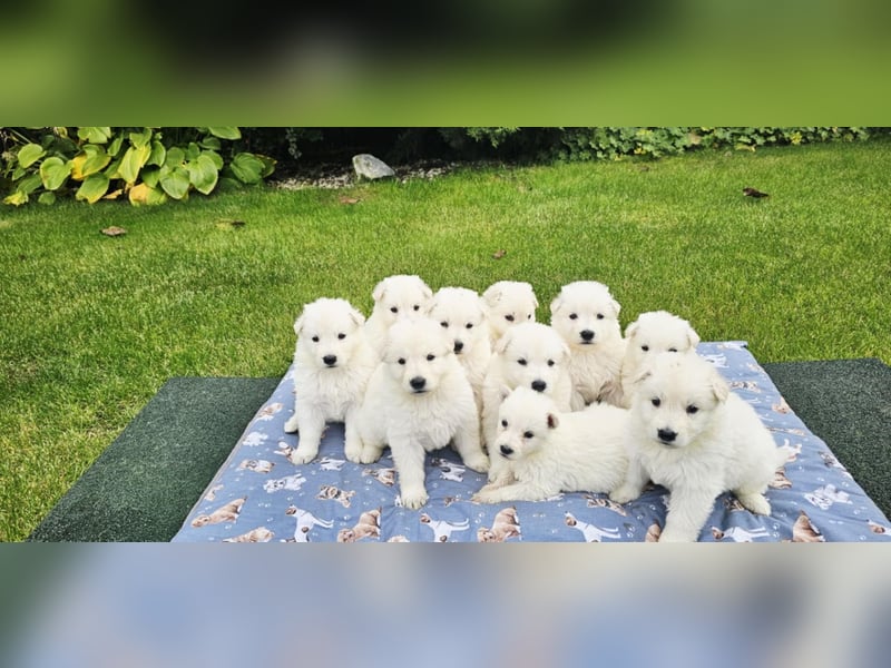 Weißer Schweizer Schäferhund / Welpen / Berger Blanc Suisse / puppies with FCI pedigree
