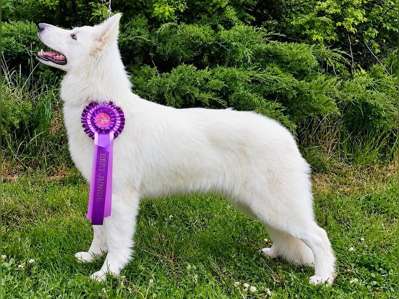Weißer Schweizer Schäferhund – Welpen mit FCI-Ahnentafel