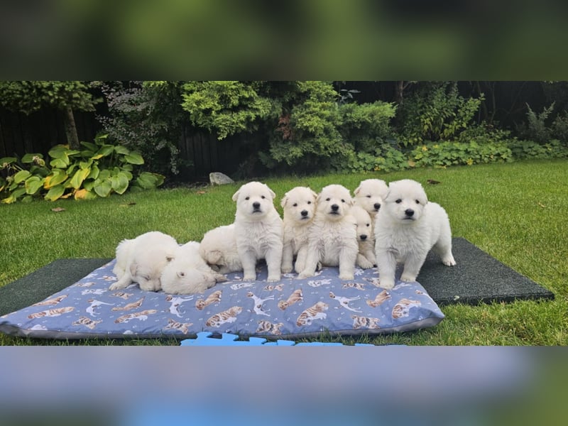 Weißer Schweizer Schäferhund / Welpen / Berger Blanc Suisse / puppies with FCI pedigree