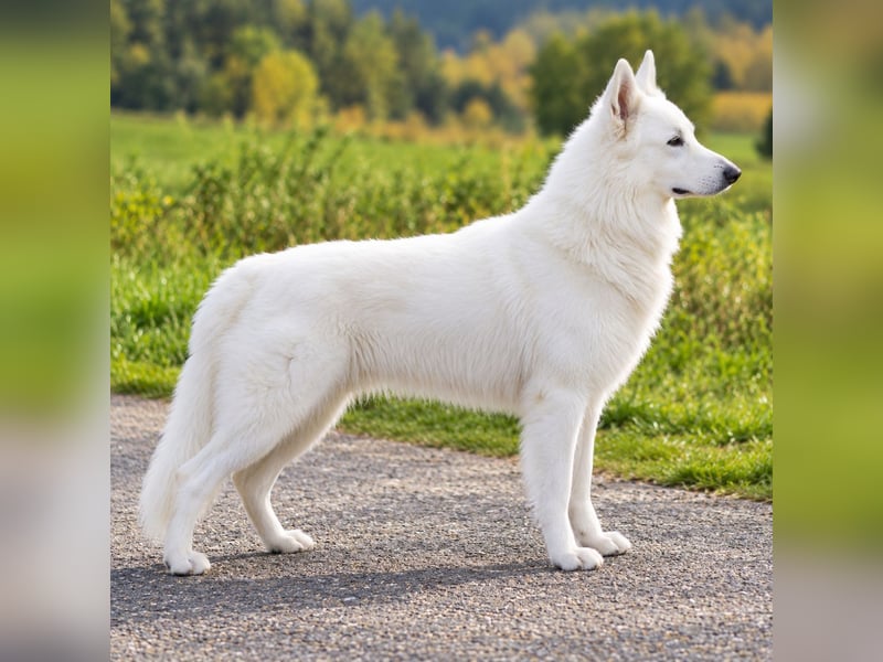 Weißer Schweizer Schäferhund – Welpen mit FCI-Ahnentafel