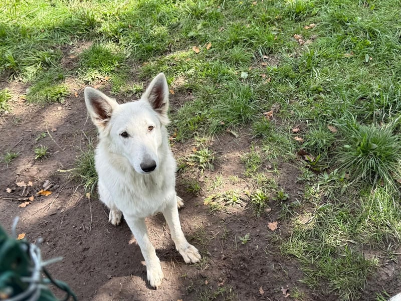 Weiße schweizer schäferhund