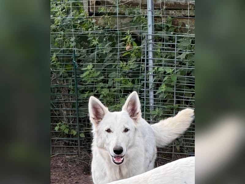 Weiße schweizer schäferhund