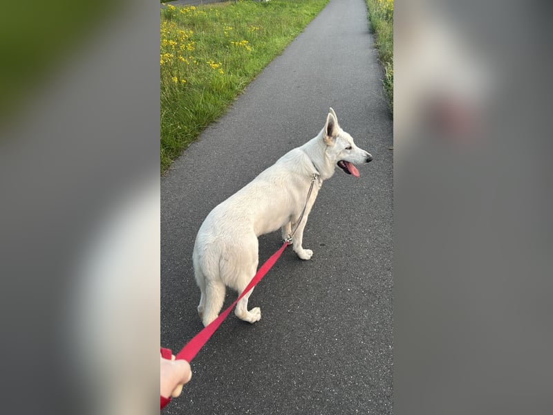 Weißer Schweizer schäferhund