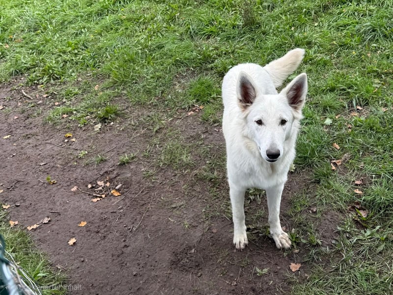Weiße schweizer schäferhund