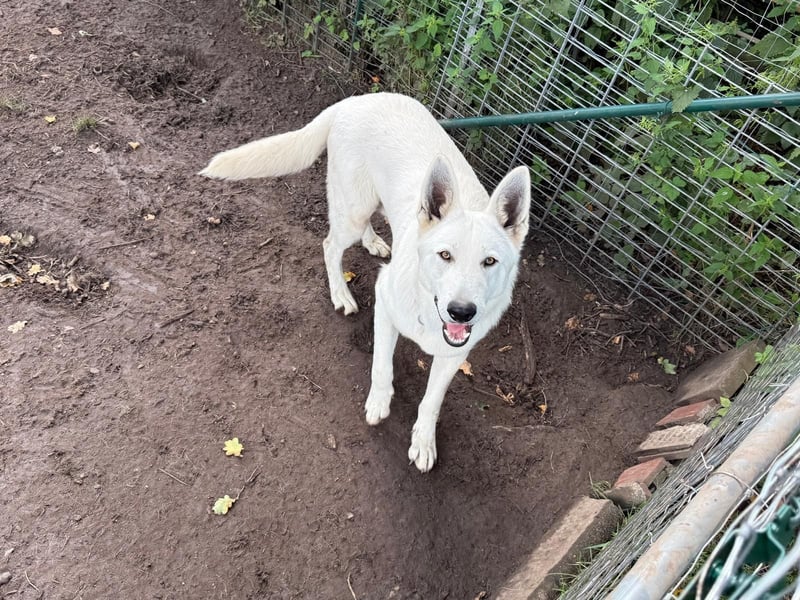 Schweizer schäferhund