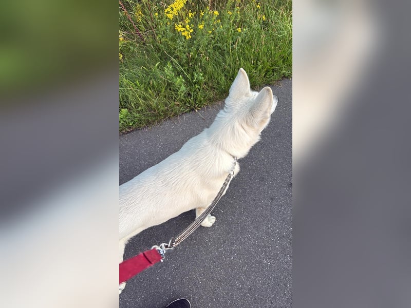 Weißer Schweizer schäferhund