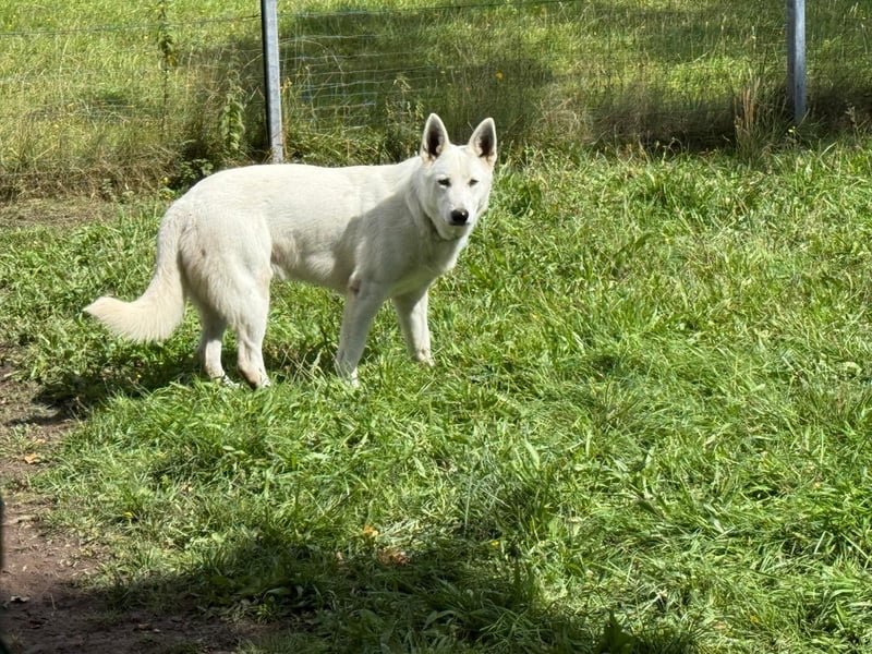 Weißer Schweizer schäferhund