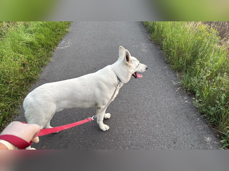 Weißer Schweizer schäferhund