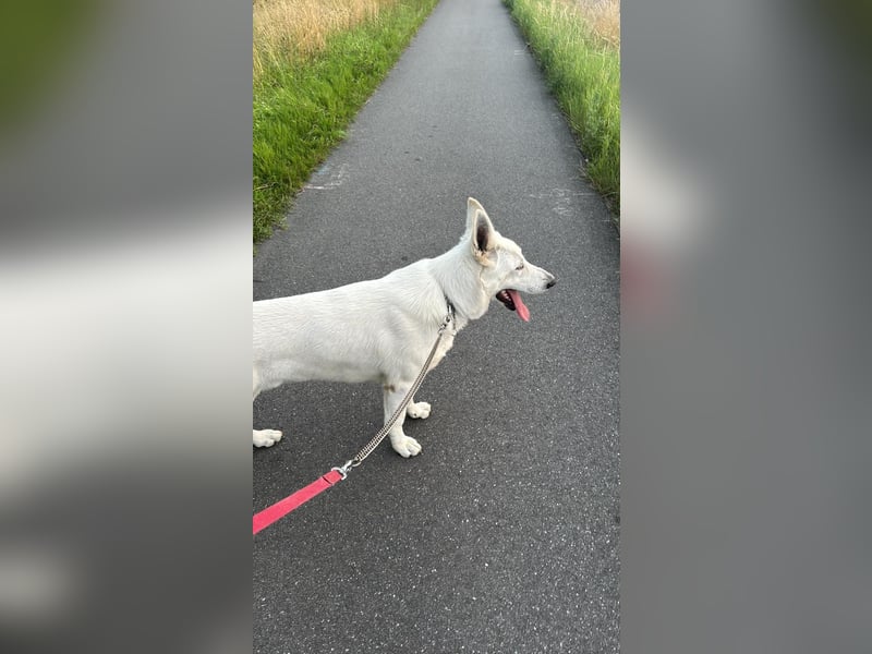 Weißer Schweizer schäferhund