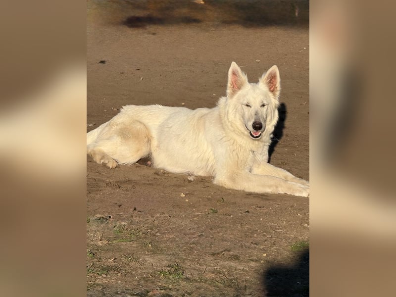 Weiße schweizer schäferhund