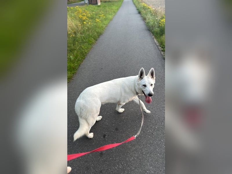 Weißer Schweizer schäferhund