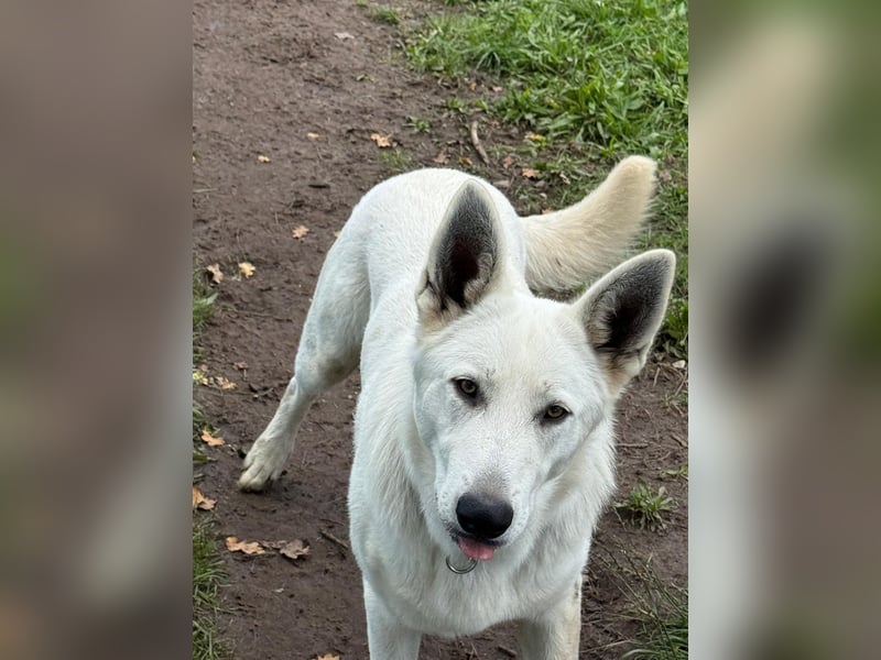 Schweizer schäferhund