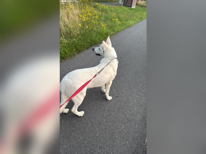 Weißer Schweizer schäferhund