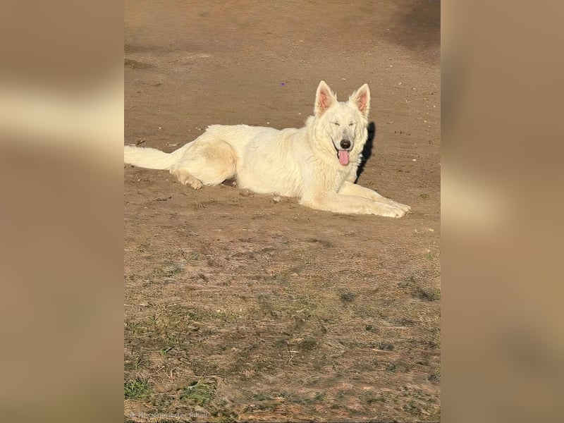 Weiße schweizer schäferhund