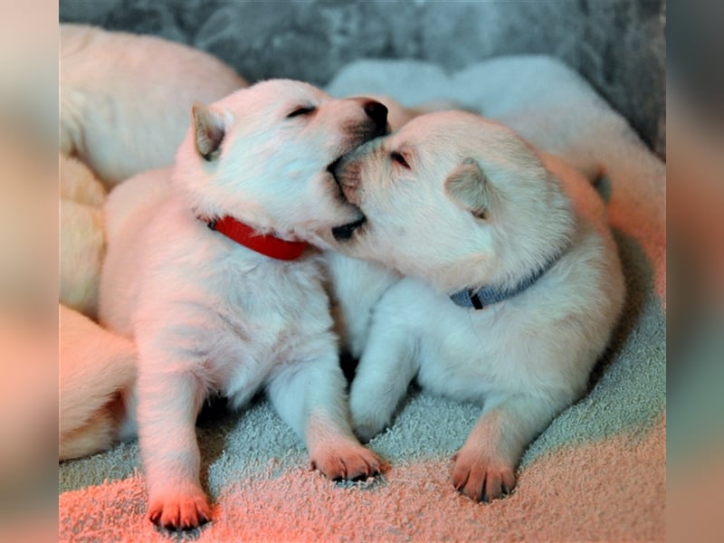 Berger Blanc Suisse Welpen